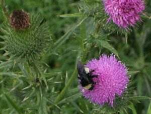 bumblebee on thistle