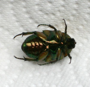 fruit beetle underside