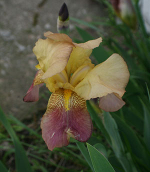 yellow and purple iris
